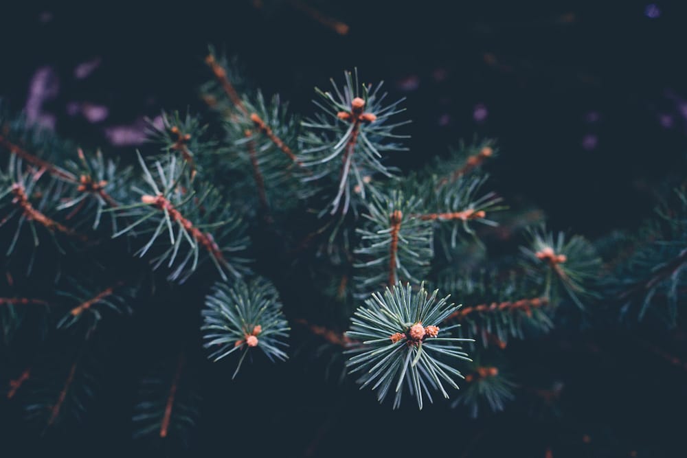 cameron-kirby-y4uVX5G-xog-unsplash