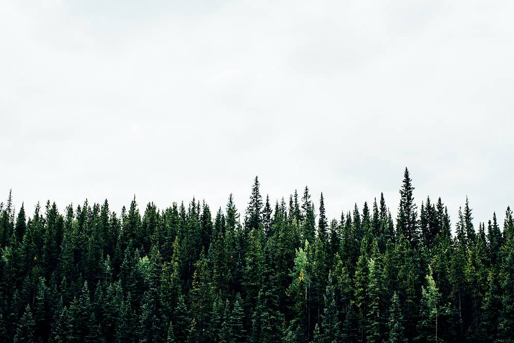 sustainability